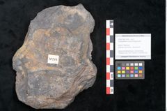Foto (Objekt + Etikett) von Ceratopetalum vivulare Ettingshausen (NHMW-GEO-2024-0188-10244)